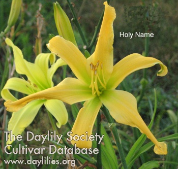 Daylily Holy Name